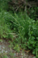 Festuca microstachys pauciflora