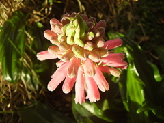 Veltheimia
