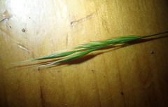 Festuca microstachys pauciflora