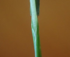 Festuca microstachys pauciflora