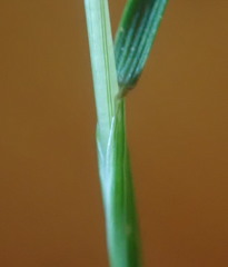 Festuca microstachys pauciflora