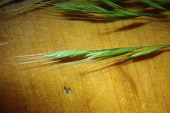 Festuca microstachys pauciflora