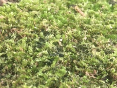 Bryopsida