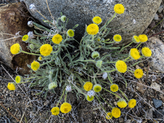 Erigeron aphanactis aphanactis