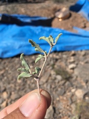 Acleisanthes diffusa