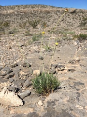 Thelesperma longipes