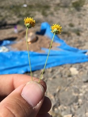 Thelesperma longipes