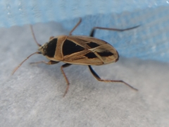 Xanthochilus saturnius