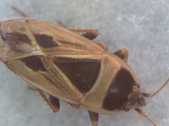 Xanthochilus saturnius