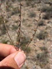 Lappula occidentalis occidentalis