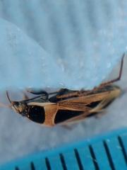 Xanthochilus saturnius
