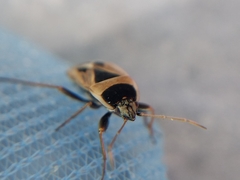 Xanthochilus saturnius
