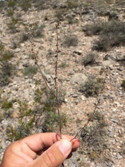 Lappula occidentalis occidentalis