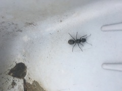 Camponotus japonicus