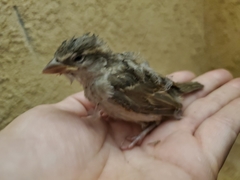 Passer domesticus