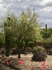 Parkinsonia microphylla