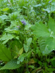 Angiospermae
