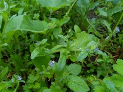 Angiospermae