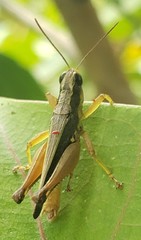 Orphulella concinnula