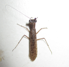 Amorphoscelidae