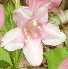 Weigela hortensis