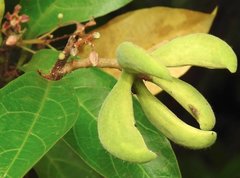 Sterculia lanceolata