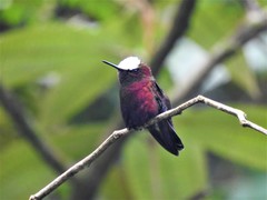 Microchera albocoronata