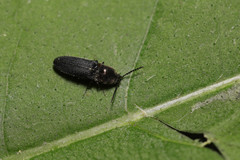 Limonius aurifer