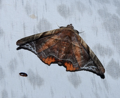 Episparis tortuosalis