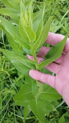 Silphium radula