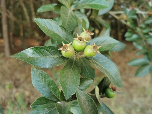 Crataegus mexicana