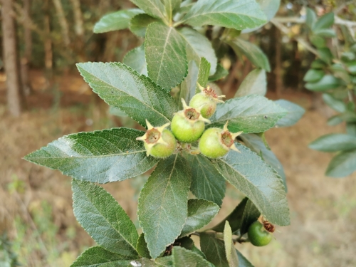 Crataegus mexicana