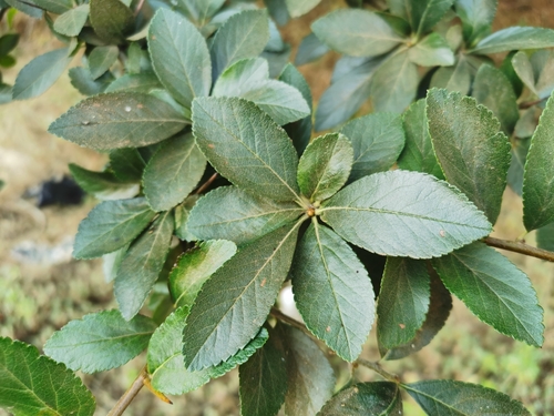 Crataegus mexicana