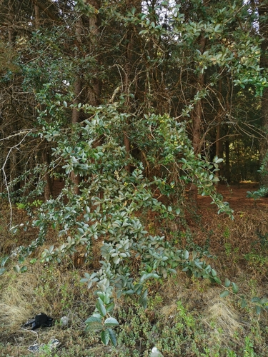 Crataegus mexicana