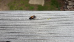 Andrena milwaukeensis