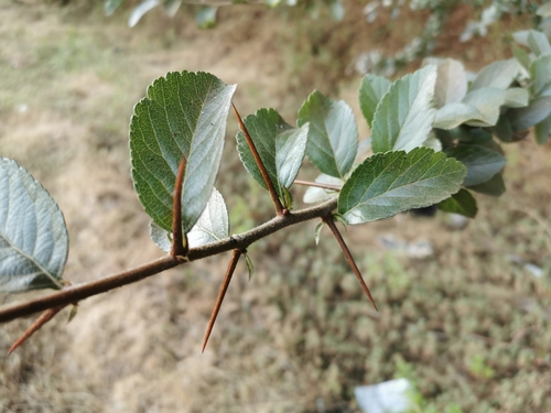 Crataegus mexicana
