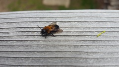 Andrena milwaukeensis