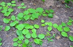 Lackeya multiflora
