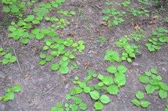Lackeya multiflora