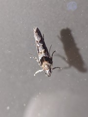 Telphusa sedulitella