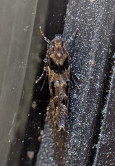 Telphusa sedulitella