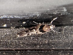 Telphusa sedulitella