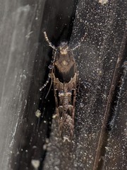 Telphusa sedulitella