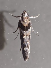 Telphusa sedulitella