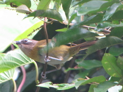 Chlorospingus flavopectus wetmorei