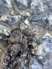 Zopheridae
