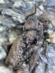 Zopheridae