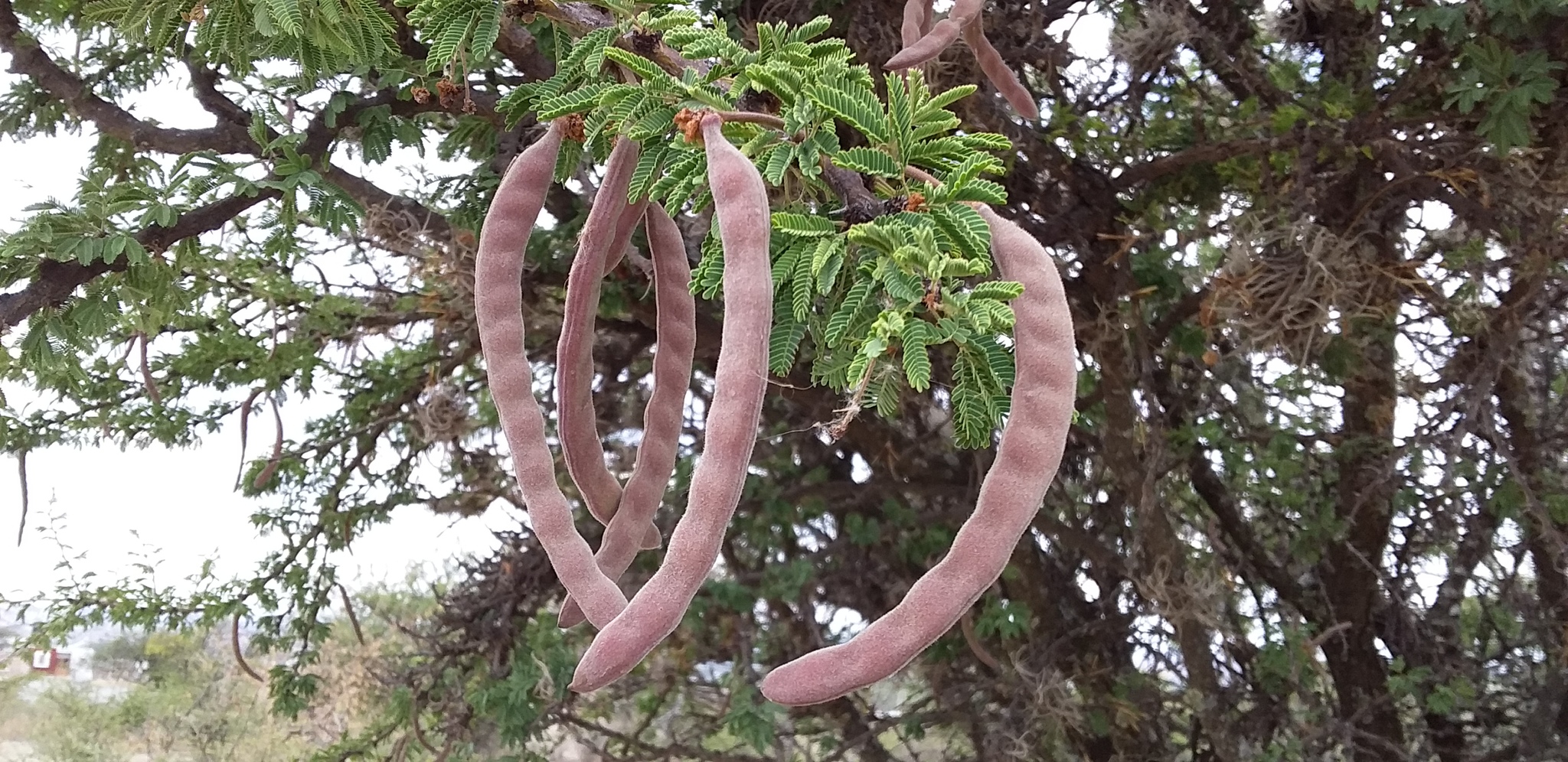Vachellia schaffneri