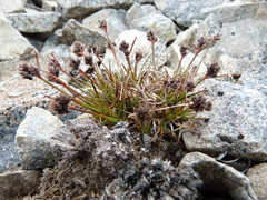 Luzula pumila