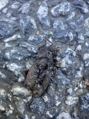 Zopheridae